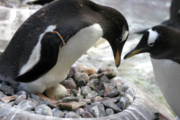 Penguins